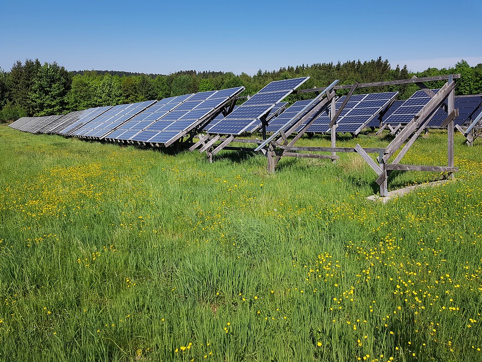 bne-studie: Solarparks bieten Mehrwert für Bioversität