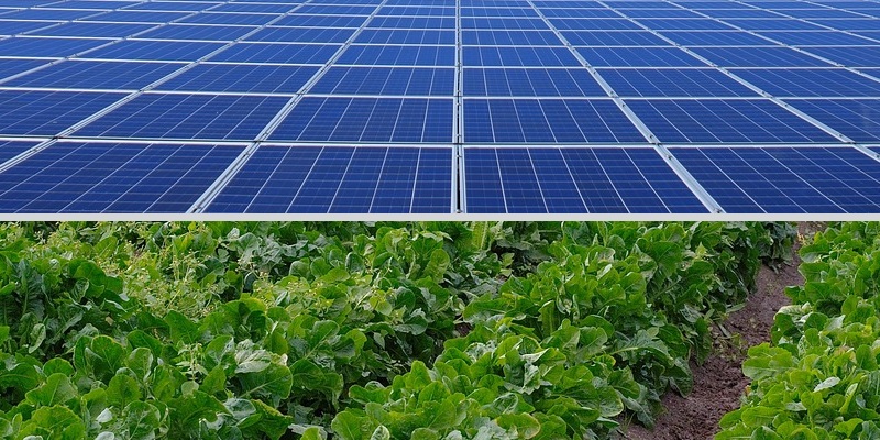 Ranft plant Agri-PV: Kombination aus Landwirtschaft und Energieerzeugung